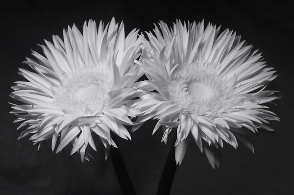 Infrared Gerbera, by D2H