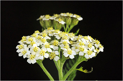 Achillea millefolium. Visible light