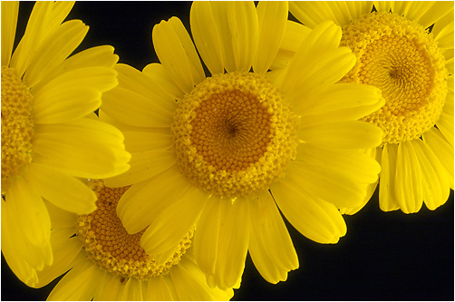 Anthemis tinctoria. Visible light