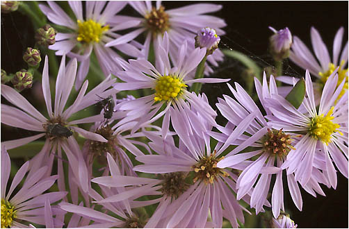 Aster tripolium. Visible light