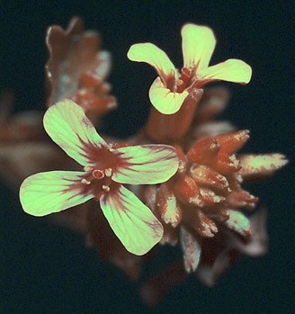 Barbarea vulgaris. Ultraviolet light