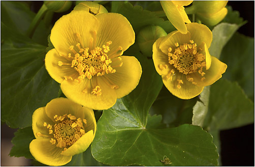 Caltha palustris. Visible light