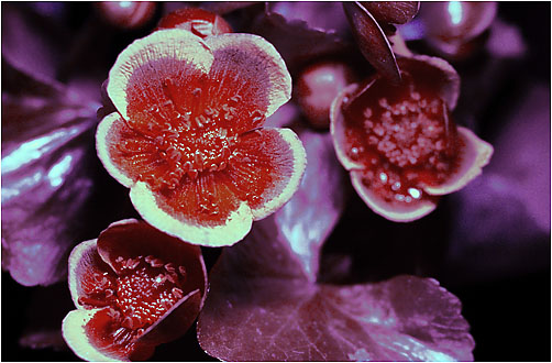 Caltha palustris. UV light