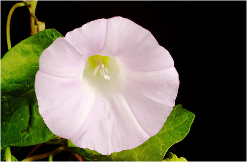 Calystegia sepium. Visible light