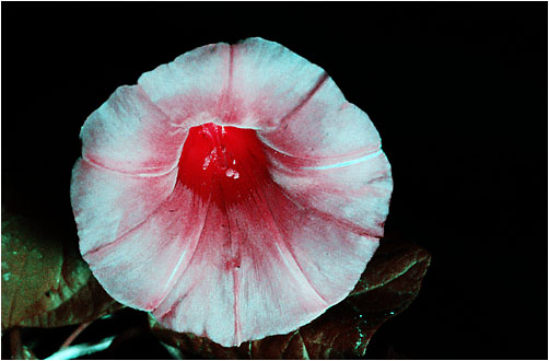 Calystegia sepium. UV light