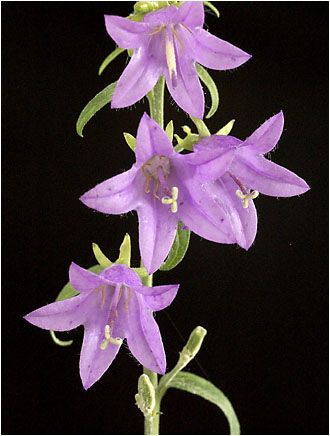 Campanula rapunculoides. Visible light