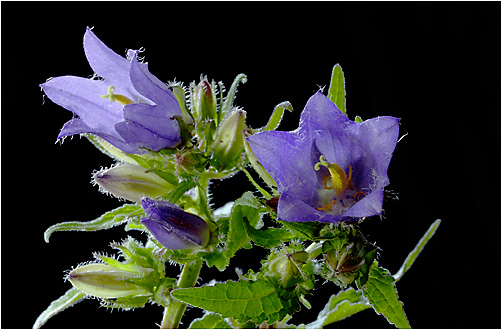 Campanula trachelium. Visible light