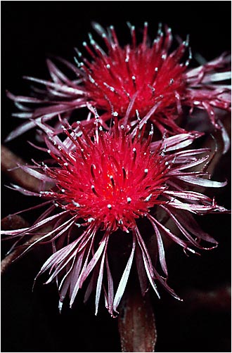 Centaurea jacea. UV light