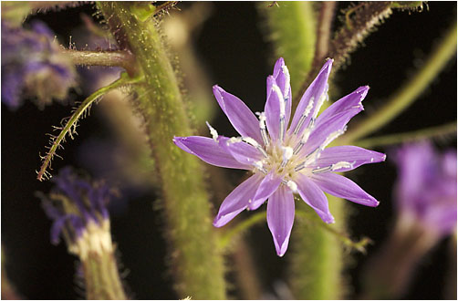 Cicerbita alpina. Visible light