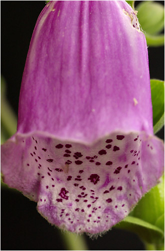 Digitalis purpurea. Visible light