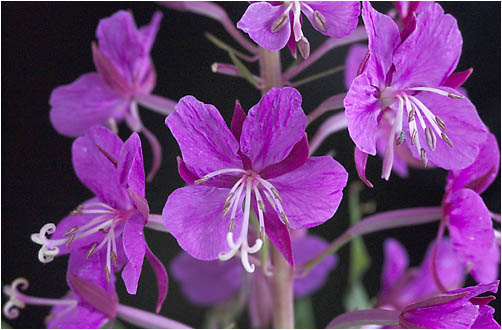 Epilobium angustifolium. Visible light