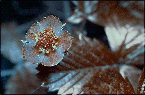 Fragaria vesca. Ultraviolet light