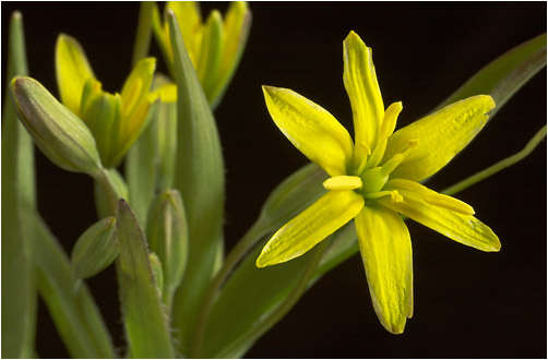 Gagea lutea. Visible light