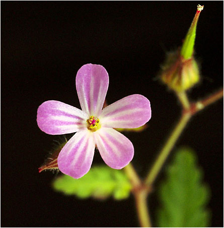 Geranium robertianum. Visible light