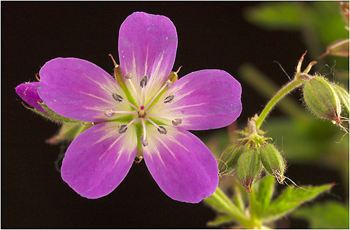 Geranium sylvaticum. Visible light