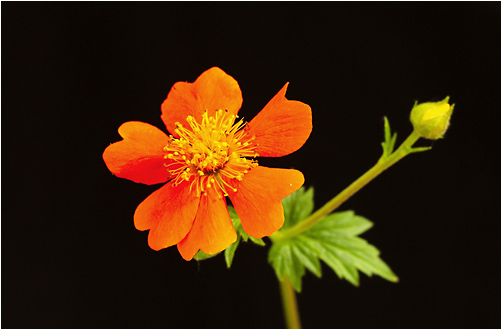 Geum chilonse. Visible light