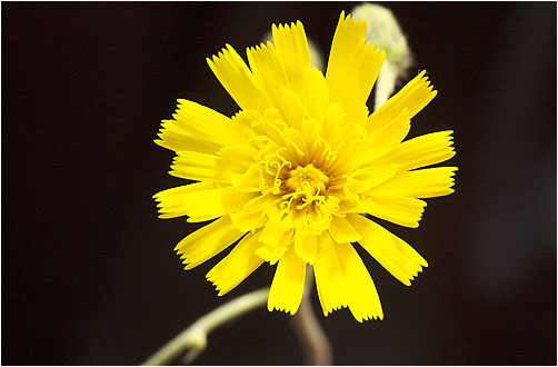 Hieracium sp.. Visible light