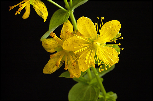 Hypericum maculatum. Visible light