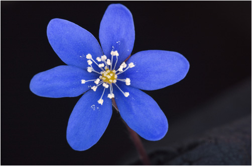 Hepatica nobilis. Visible light