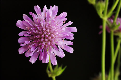 Knautia arvensis. Visible light