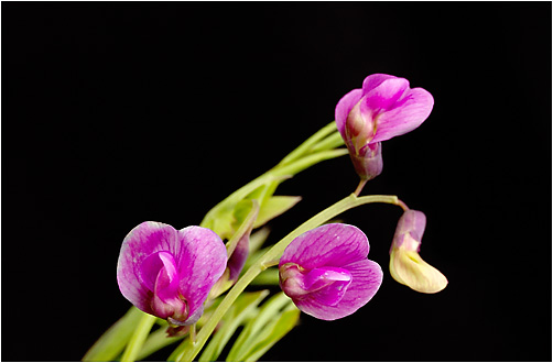 Lathyrus linifolius. Visible light