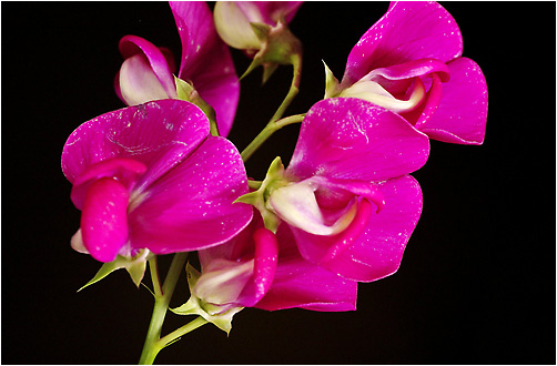 Lathyrus odoratus. Visible light