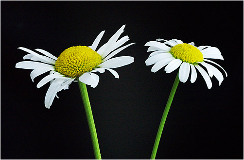 Leucanthemum vulgare. Visible light