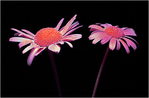 Leucanthemum vulgare. UV light