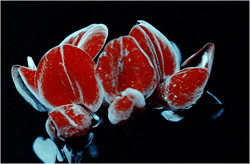 Lotus corniculatus. UV light