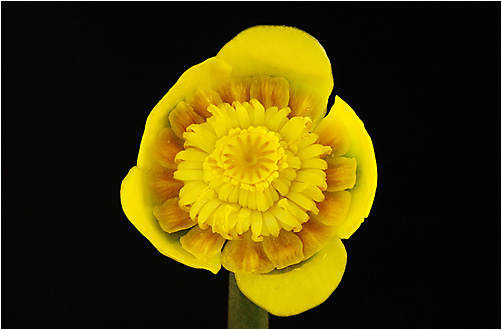 Nuphar lutea x pumila. Visible light