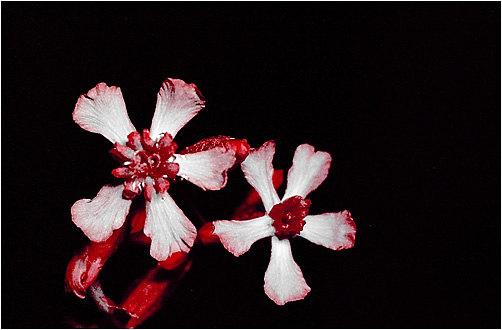 Lychnis viscaria. UV light