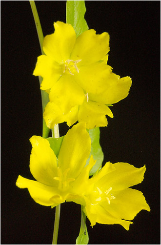 Lysimachia nummularia. Visible light