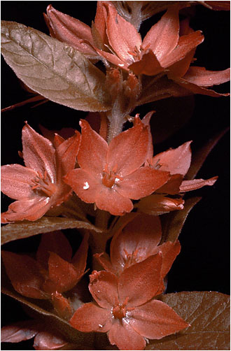 Lysimachia punctata. UV light