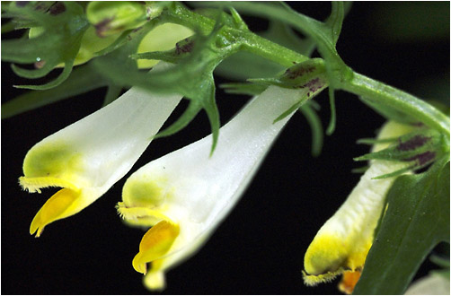 Melampyrum pratense. Visible light