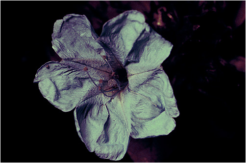 Mirabilis jalapa. UV light