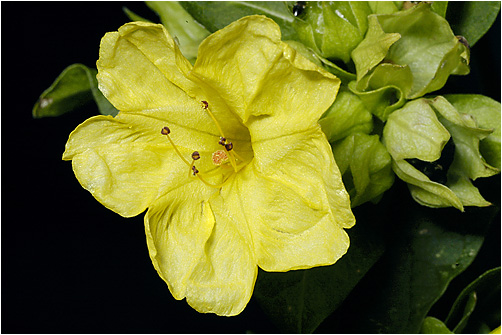 Mirabilis jalapa Visible light