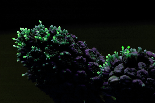 Petasites hybridus. Visible light