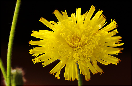 Hieracium sp.. Visible light