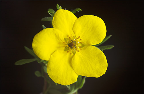 Potentilla fruticosa. Visible light