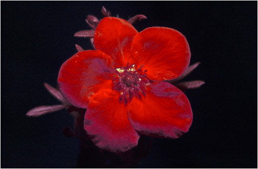 Potentilla fruticosa. Ultraviolet light