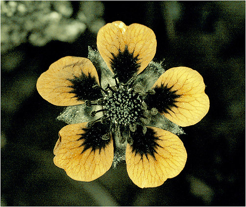 Potentilla reptans. Ultraviolet light