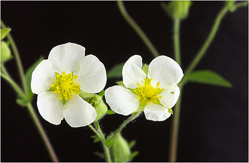 Potentilla rupestris. Visible light