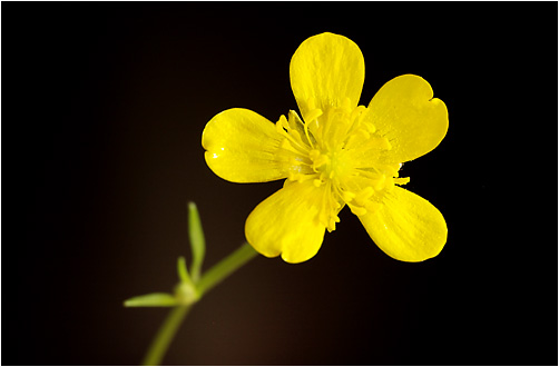 Ranunculus repens. Visible light