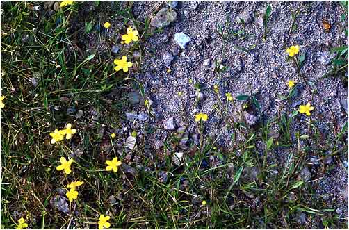 Ranunculus reptans. Visible light