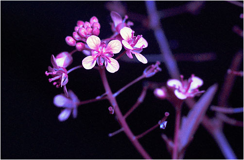 Rorippa sylvestris. Visible light