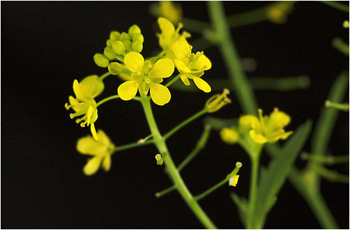 Rorippa sylvestris. Visible light