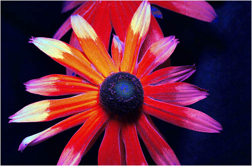 Rudbeckia hirta. Ultraviolet light