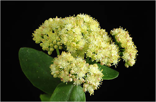 Sedum telephium. Visible light