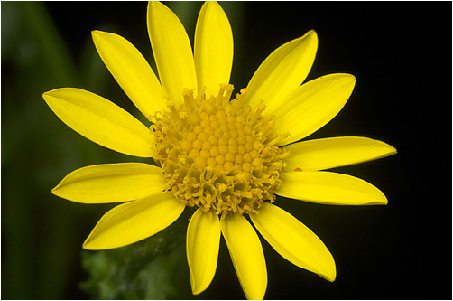 Senecio aquaticus. Visible light