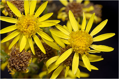 Senecio jacobea. Visible light